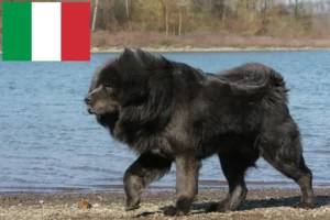 Read more about the article Opdrættere og hvalpe af tibetansk mastiff i Italien