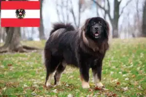 Read more about the article Opdrættere og hvalpe af tibetansk mastiff i Østrig