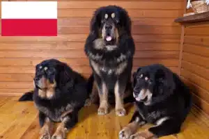 Read more about the article Tibetansk hundeopdrætter og hvalpe i Polen