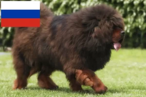 Read more about the article Tibetansk Mastiff opdrættere og hvalpe i Rusland