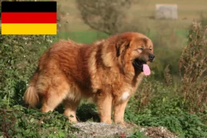 Read more about the article Opdrættere og hvalpe af tibetansk mastiff i Tyskland