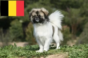 Read more about the article Opdrættere og hvalpe af tibetansk spaniel i Belgien