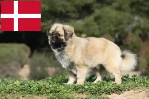 Read more about the article Tibetansk Spaniel opdrættere og hvalpe i Danmark