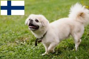Read more about the article Tibetansk spaniel opdrættere og hvalpe i Finland