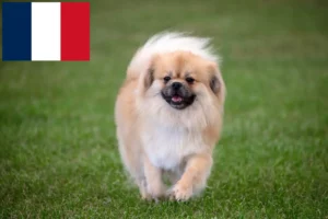 Read more about the article Opdrættere og hvalpe af tibetansk spaniel i Frankrig