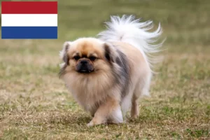 Read more about the article Opdrættere af tibetansk spaniel og hvalpe i Holland