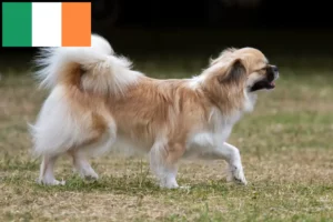Read more about the article Opdrættere og hvalpe af tibetansk spaniel i Irland