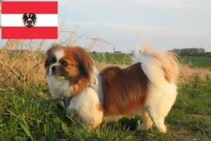 Read more about the article Tibetansk spaniel opdrættere og hvalpe i Østrig