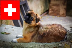 Read more about the article Tibetansk spaniel opdrættere og hvalpe i Schweiz
