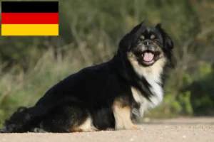 Read more about the article Opdrættere og hvalpe af tibetansk spaniel i Tyskland