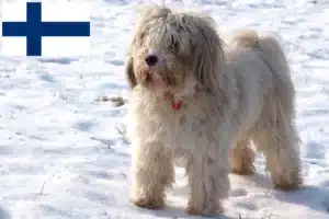 Read more about the article Tibetansk Terrier opdrættere og hvalpe i Finland