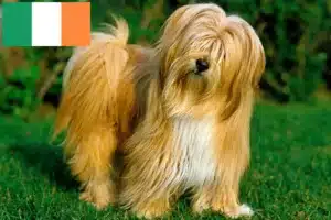 Read more about the article Opdrættere og hvalpe af tibetansk terrier i Irland