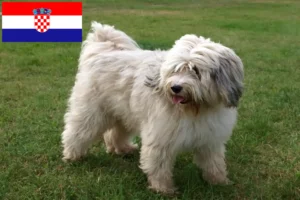 Read more about the article Tibetansk Terrier opdrættere og hvalpe i Kroatien