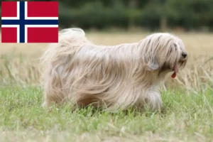Read more about the article Tibetansk Terrier opdrættere og hvalpe i Norge