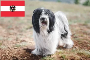 Read more about the article Tibetansk Terrier opdrættere og hvalpe i Østrig