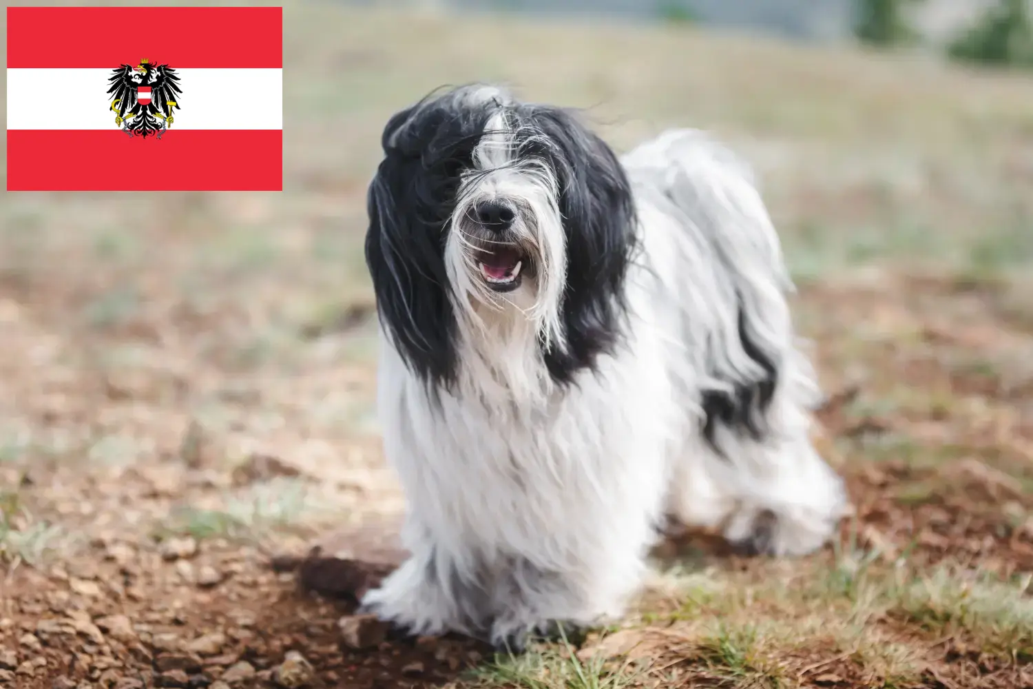 Read more about the article Tibetansk Terrier opdrættere og hvalpe i Østrig