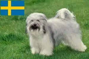 Read more about the article Tibetansk Terrier opdrættere og hvalpe i Sverige