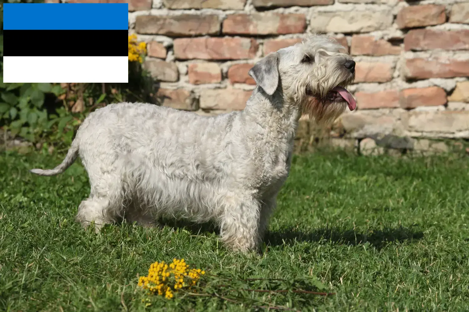 Tjekkisk terrier hvalpe og opdrættere Estland Find opdrættere af tjekkisk terrier i Estland her.