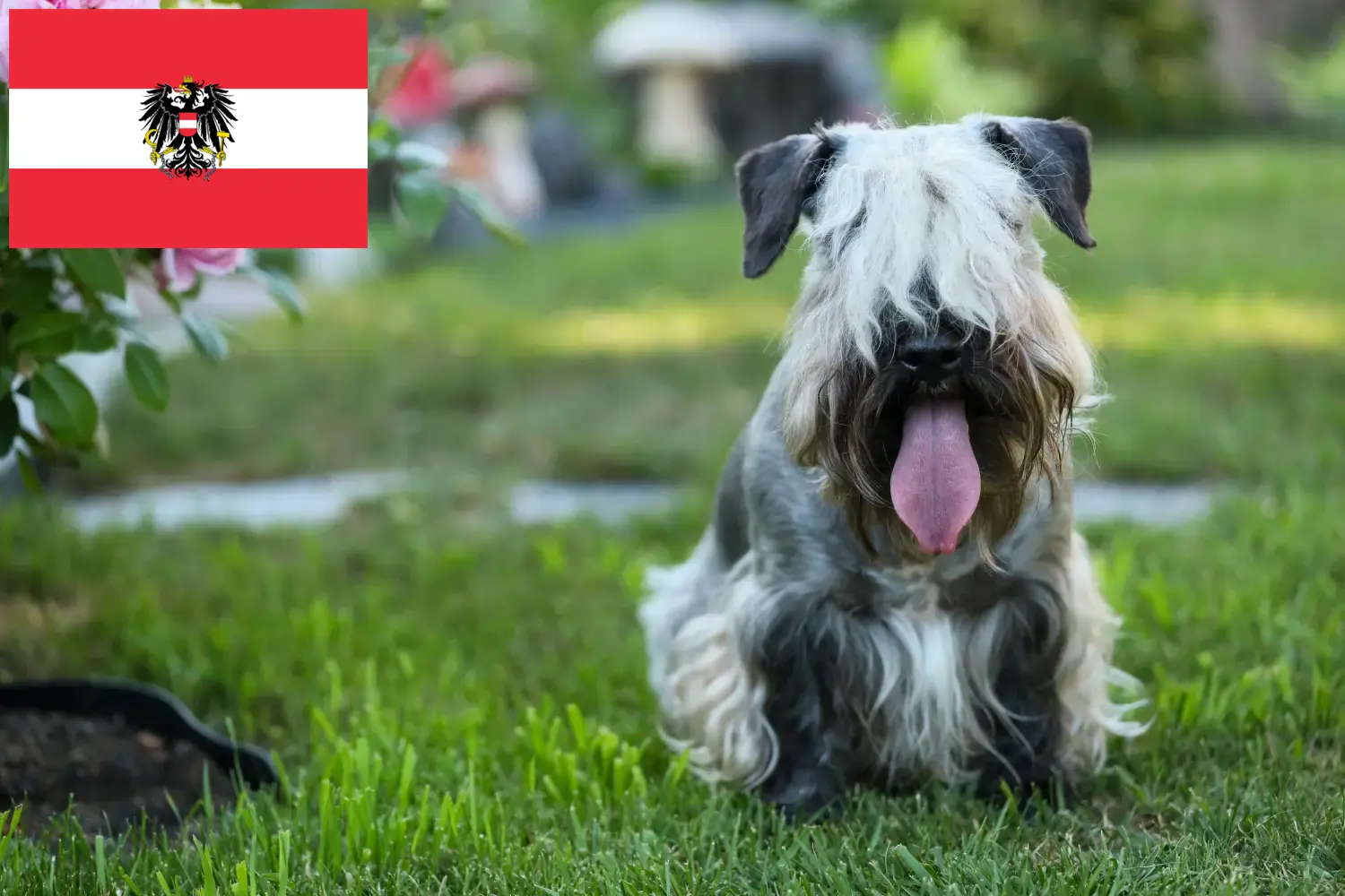 Tjekkisk terrier hvalpe og opdrættere Østrig Her kan du finde tjekkiske terrieropdrættere i Østrig.