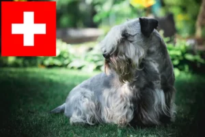 Read more about the article Opdrættere af tjekkisk terrier og hvalpe i Schweiz