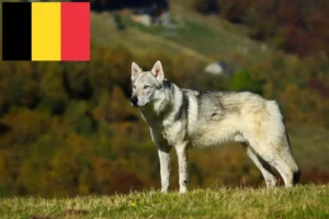Read more about the article Tjekkoslovakisk ulvehund opdrættere og hvalpe i Belgien