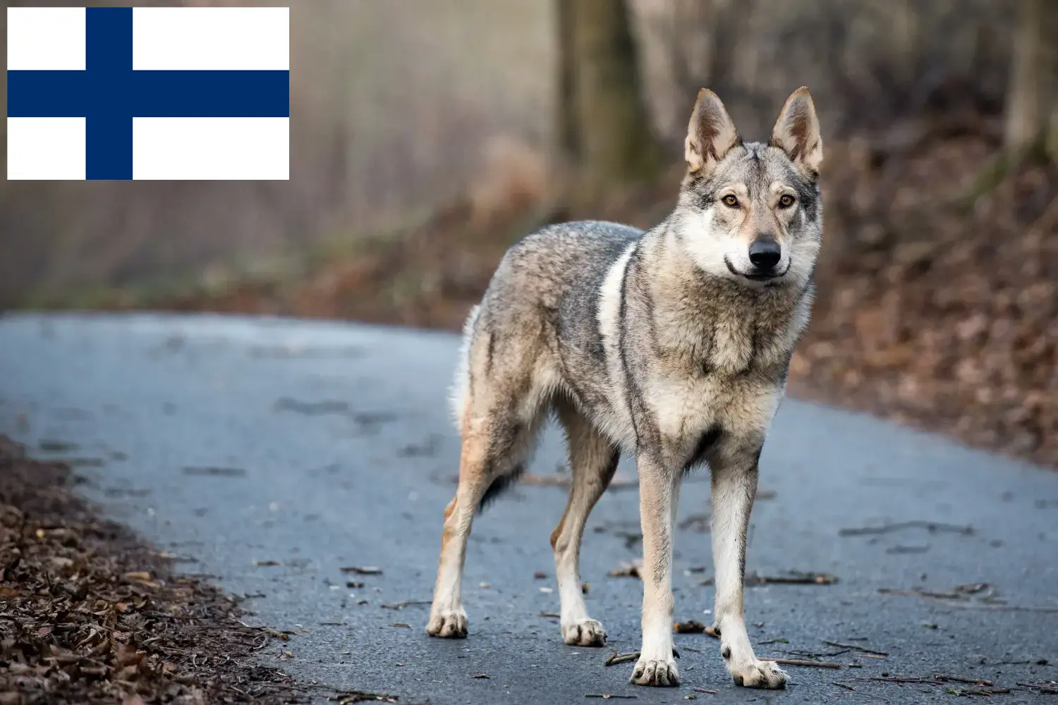 Read more about the article Tjekkoslovakisk ulvehundeopdrætter og hvalpe i Finland