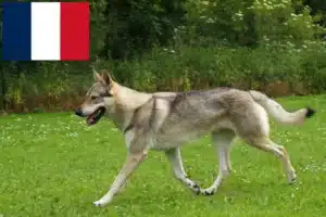 Read more about the article Tjekkoslovakisk ulvehundeopdrætter og hvalpe i Frankrig