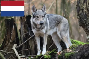 Read more about the article Tjekkoslovakisk ulvehundeopdrættere og hvalpe i Holland
