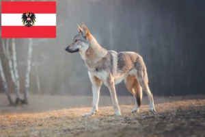 Read more about the article Tjekkoslovakisk ulvehund opdrættere og hvalpe i Østrig
