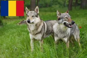 Read more about the article Tjekkoslovakisk ulvehund opdrættere og hvalpe i Rumænien
