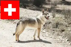 Read more about the article Tjekkoslovakisk ulvehund opdrættere og hvalpe i Schweiz