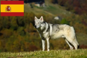 Read more about the article Tjekkoslovakisk ulvehundeopdrætter og hvalpe i Spanien