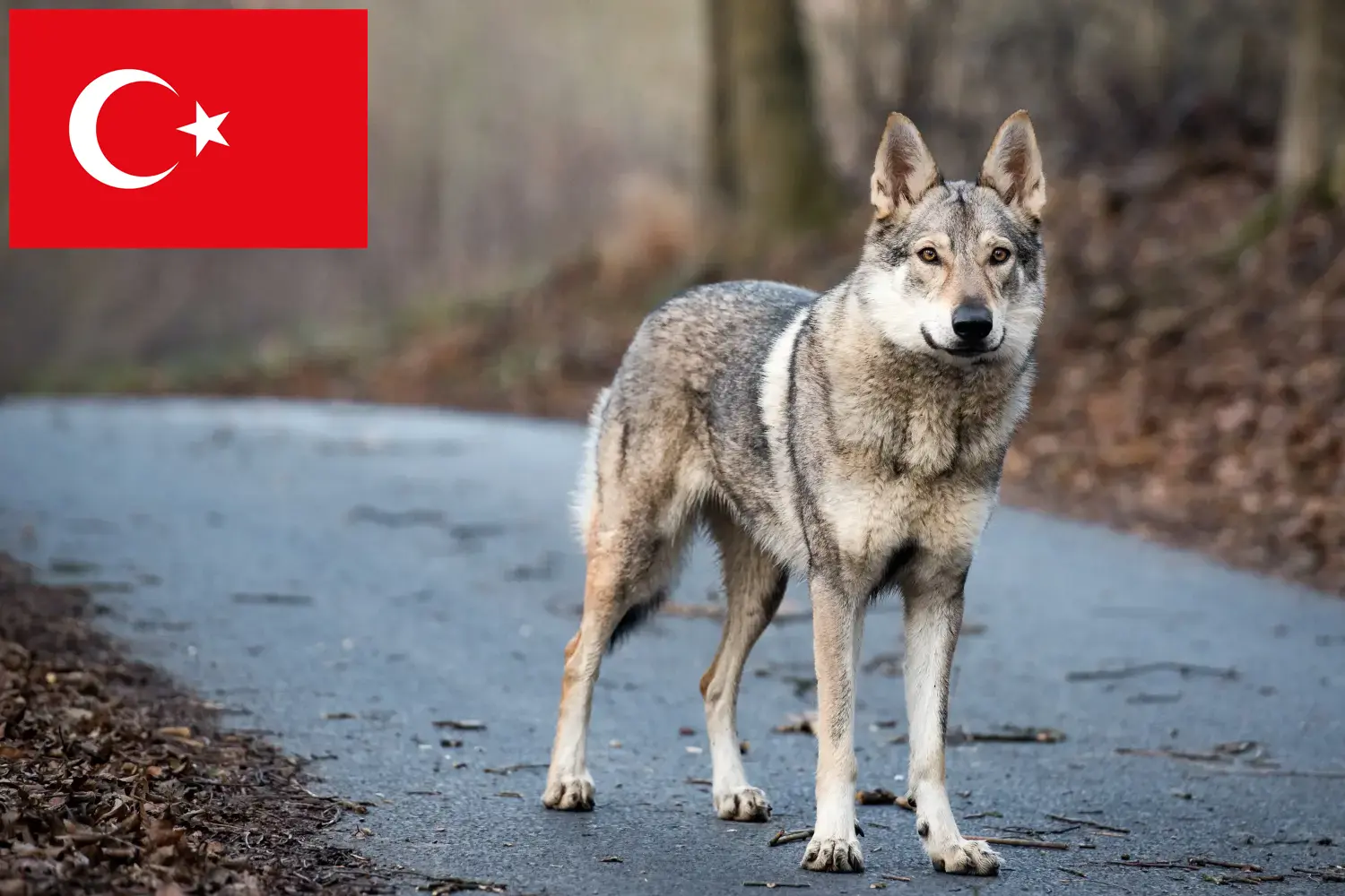 Tjekkoslovakisk ulvehund hvalpe og opdrættere Tyrkiet Her kan du finde opdrættere af tjekkoslovakiske ulvehunde i Tyrkiet.