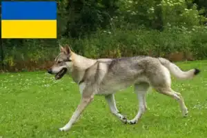 Read more about the article Tjekkoslovakisk ulvehundeopdrættere og hvalpe i Ukraine