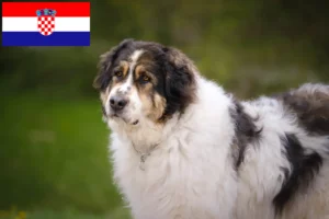 Read more about the article Tornjak-opdrættere og hvalpe i Kroatien