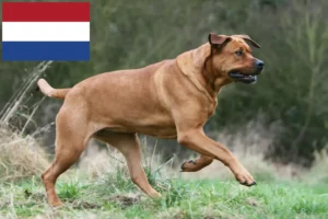 Read more about the article Tosa-opdrættere og hvalpe i Holland