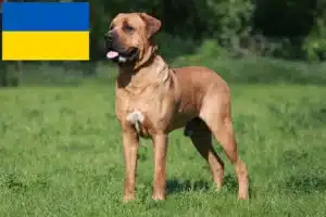 Read more about the article Tosa-opdrættere og hvalpe i Ukraine