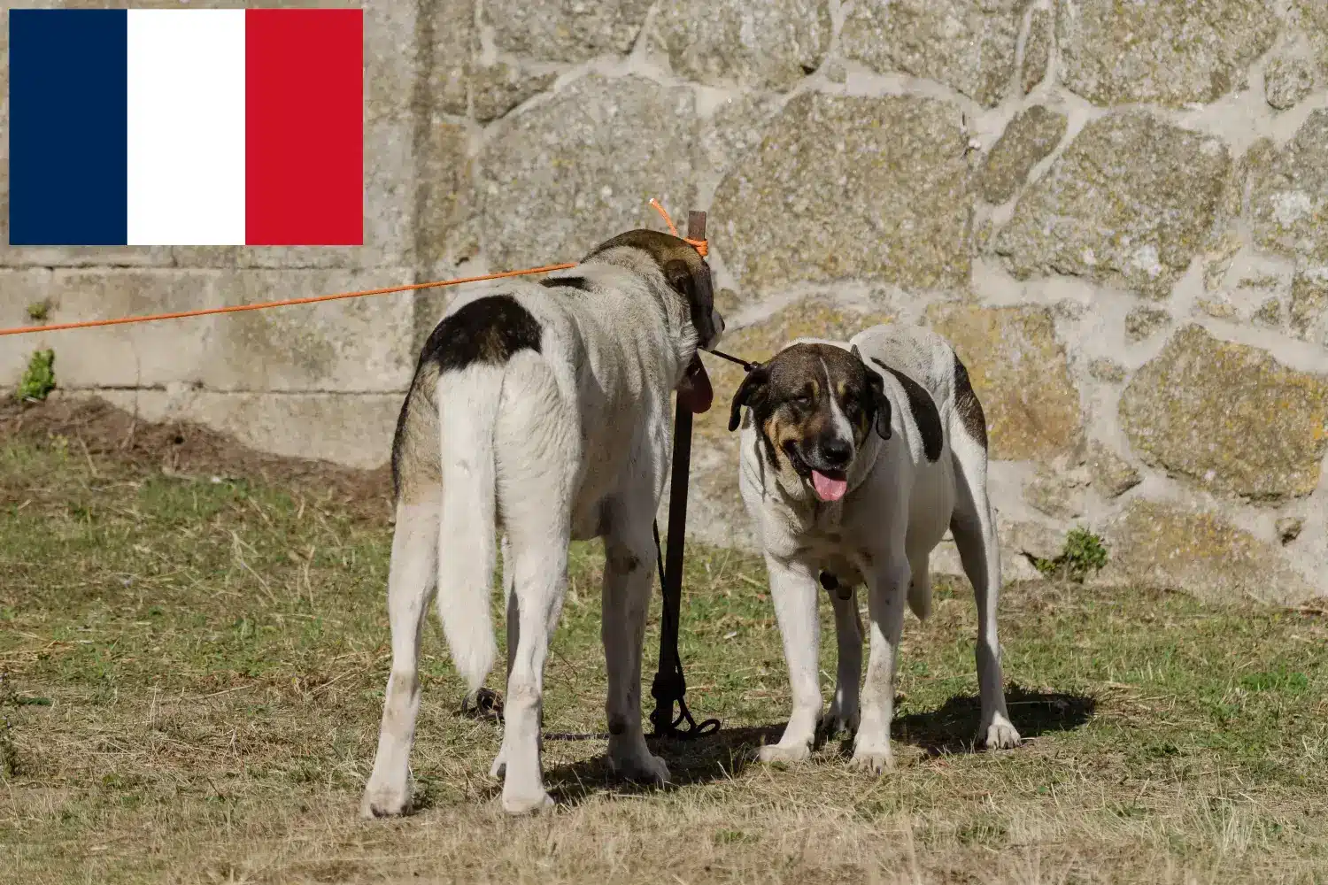 Read more about the article Transmontano Hyrdehundeopdrætter og hvalpe i Frankrig