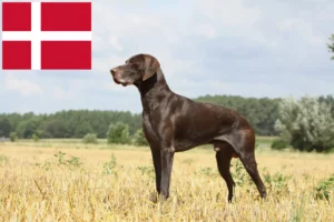 Read more about the article Tysk korthår opdrættere og hvalpe i Danmark