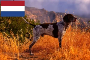 Read more about the article Tysk korthår opdrættere og hvalpe i Holland