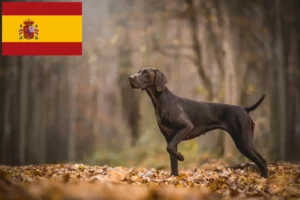 Read more about the article Tysk korthårsopdrættere og hvalpe i Spanien