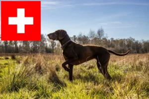 Read more about the article Tysk korthår opdrættere og hvalpe i Schweiz