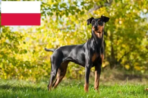 Read more about the article Tysk pinscher-opdrætter og hvalpe i Polen