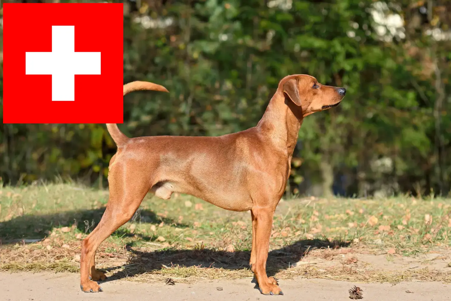 Tyske Pinscher hvalpe og opdrættere Schweiz Her kan du finde tyske pinscheropdrættere i Schweiz.
