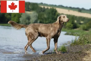 Read more about the article Weimaraner-opdrættere og hvalpe i Canada