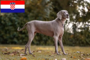 Read more about the article Weimaraner-opdrættere og hvalpe i Kroatien