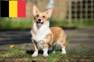 Read more about the article Welsh Corgi-opdrættere og hvalpe i Belgien
