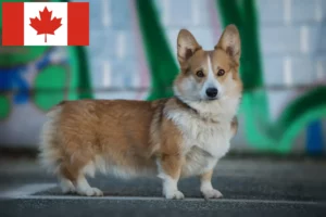 Read more about the article Welsh Corgi-opdrættere og hvalpe i Canada