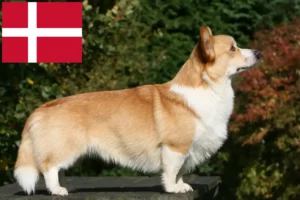 Read more about the article Welsh Corgi opdrættere og hvalpe i Danmark