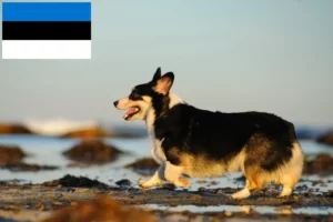 Read more about the article Welsh Corgi-opdrættere og hvalpe i Estland